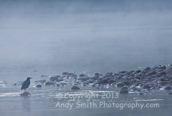 Green Heron on a Misty Morning